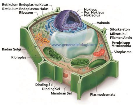 Setelah kemarin kita membahas tentang perbedaan sel hewan dan sel tumbuhan kali ini kita akan mengupas lebih dalam serta tuntas tentang sel hewan saja. Hasil gambar untuk sel tumbuhan | Sel tumbuhan, Sel hewan ...