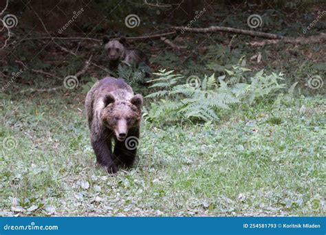 A Mother Bear Is Protecting Its Cub Stock Image Image Of Wild