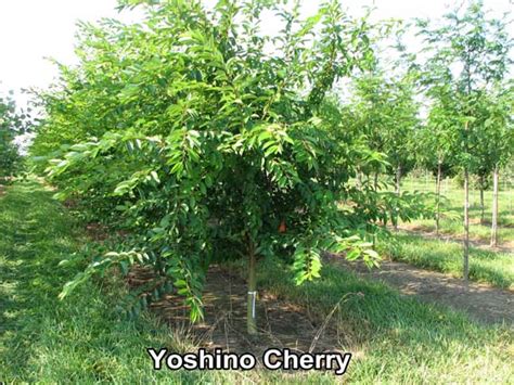 Yoshino cherry vs takesimensis cherry: Gallery