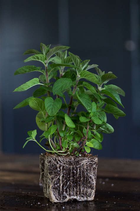 Mints: 9 Favorites for a Cook's Container Garden - Gardenista