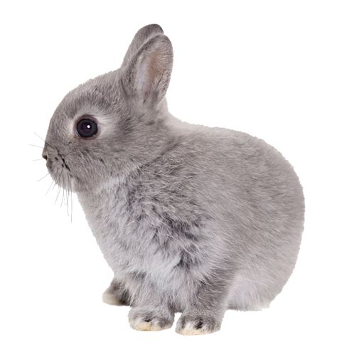 Rabbit Easter Rabbit Transparent Png Png Download Free Transparent Easter Bunny