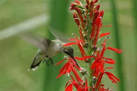 Plants That Attract Hummingbirds To Your Texas Garden Texas Tropical