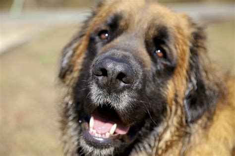 Estrela Mountain Dog Information Dog Breeds At Thepetowners