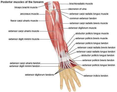 Muscles Of The Forearm Bodybuilding Wizard