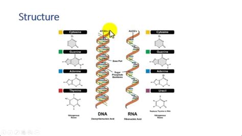 Differences Between Dna And Rna Youtube