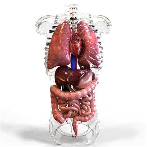 Internal Organs 3D Model AD Internal Organs Model Human Organ