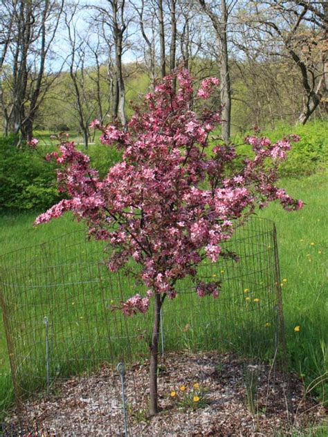 Royal Raindrops Crabapple Malus Jfs Kw5 North American Insects