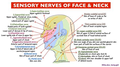 Nerve Supply Of Skin Of Faceneck And Scalp Sensory Anatomy Youtube