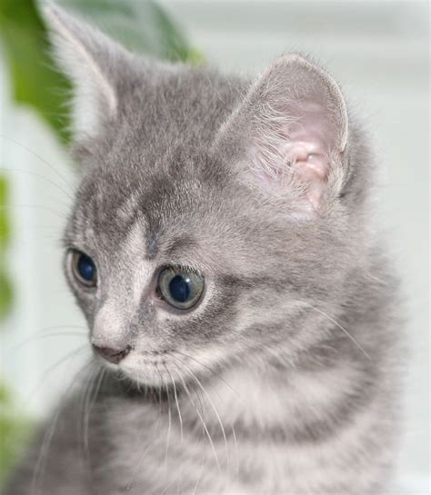 British cat eats food on isolation. Kitten | Free Stock Photo | A young gray kitten | # 11427