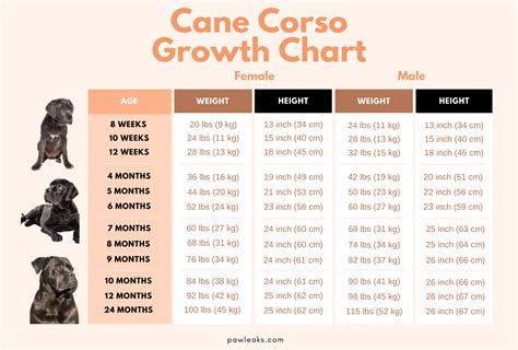 Cane Corso Growth Chart Size Guide From Pup To Full Grown Pawleaks