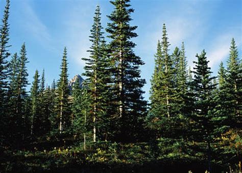 Banff Pine Trees, Alberta, Canada Greeting Card for Sale by Panoramic ...