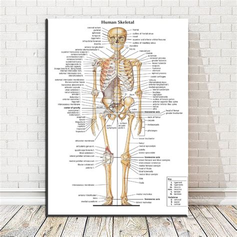 Anatomia Dos Ossos Anatomia Do Corpo Humano Anatomia Corpo Humano My