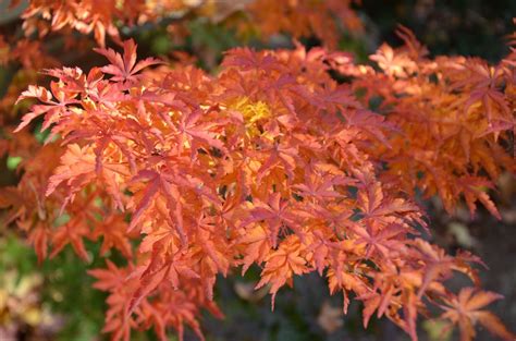 Welcome to the famous dave's garden website. Buy Acer palmatum 'Shishigashira' Lion's Head Japanese ...
