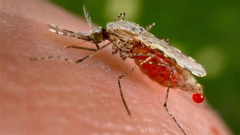 Gejala Dan Dampak Malaria Pada Ibu Hamil Dan Janin Dalam Kandungan