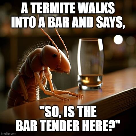 termite joke imgflip