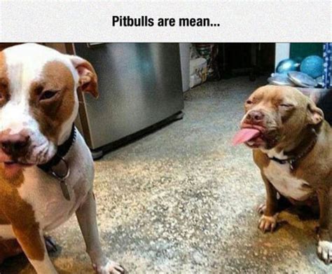 Pitbulls Are Mean Dogs Know Your Meme