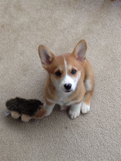 Dog Of The Day Havelino The 9 Week Old Pembroke Welsh Corgi Puppy