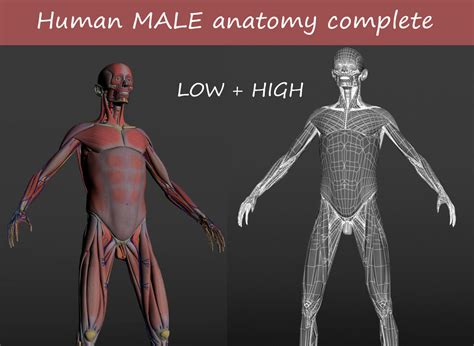 3d Asset Human Male Anatomy Cgtrader