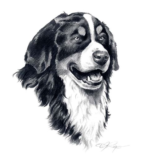 Bernese Mountain Dog Art Print Signed By Artist D J Rogers