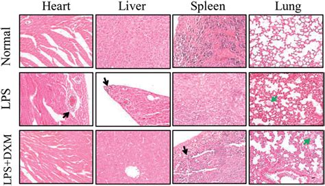 morphology of the heart liver spleen and lung after intravenous download scientific diagram