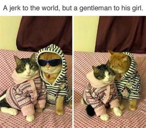 29 Wholesome Animal Memes
