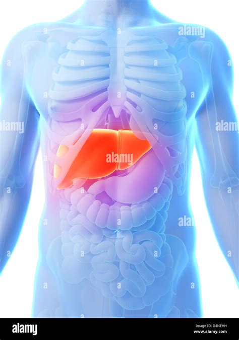 3d Rendered Illustration Male Liver Stock Photo Alamy