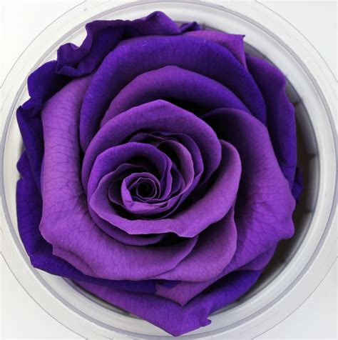 Accented with assorted greenery artistically designed in a clear glass vase Preserved Roses | Stevens and Son Wholesale Florist