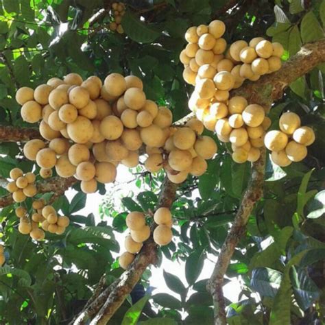 It is the third most important fruit crop of the country based on export volume and value. LANSONES (LANZONES) - TAGALOG LANG
