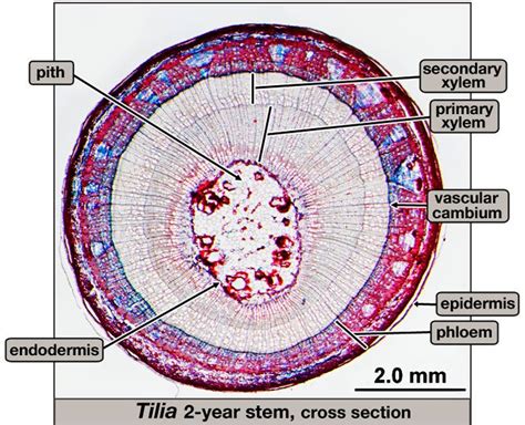 Vascular Cambium Lateral Meristem In The Vascular Tissue Of Plants