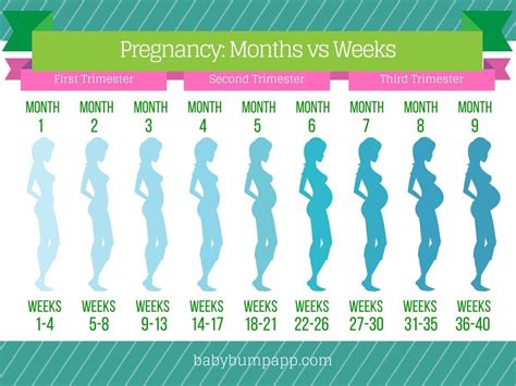 Pregnancy Calendar Month By Month With Image