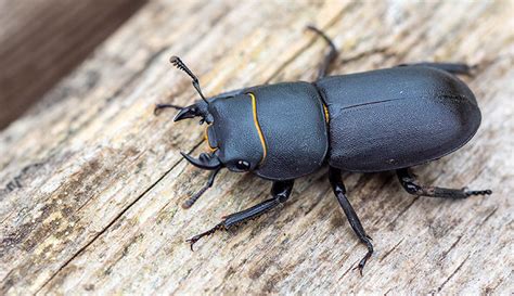 Stag Beetles Facts About The Uks Largest Beetle And Where To See It 2023