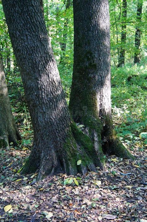 Forest September Two Trees Stock Image Image Of Days Light 128499801