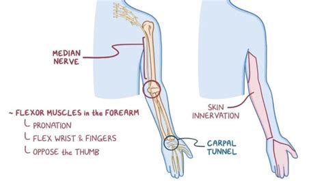 Median Nerve What Is It Location Innervation Damage And More Osmosis