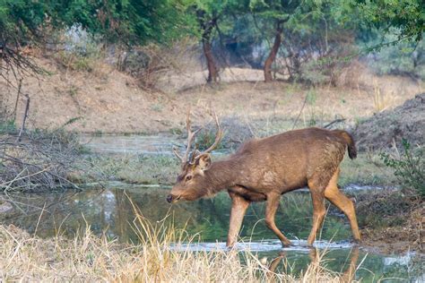 Keoladeo National Park Raingod