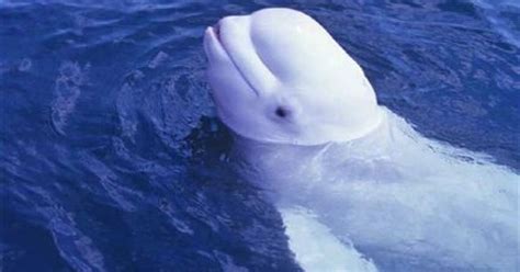 Study Male Beluga Whale Mimics Human Speech The San Diego Union Tribune