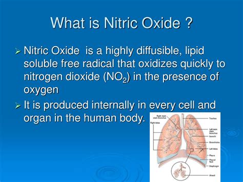 Ppt Inhaled Nitric Oxide Powerpoint Presentation Free Download Id