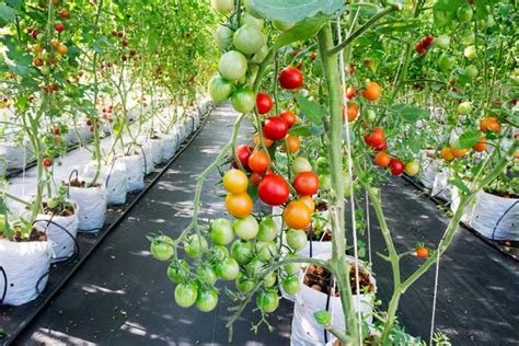 Follow These Simple Steps To Grow Tomatoes Indoors Every Day Home