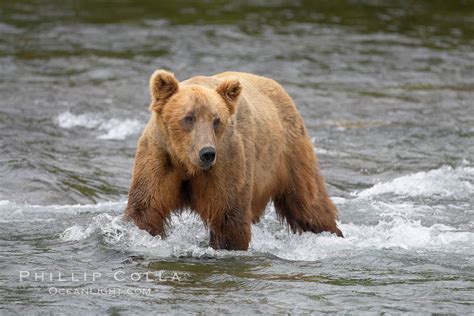 Brown Bear Grizzly Bear Ursus Arctos Brooks River Katmai National