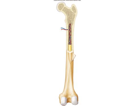The labels include periosteum, compact bone, nutrient artery & vein. long bone labeling Baremore