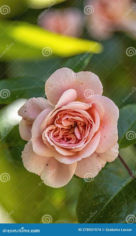 Captivating Beauty The Light Pink Rose Rosa Stock Photo Image Of