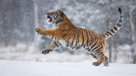 Tiger Is Playing On Snow Field With Snow Background Hd Animals