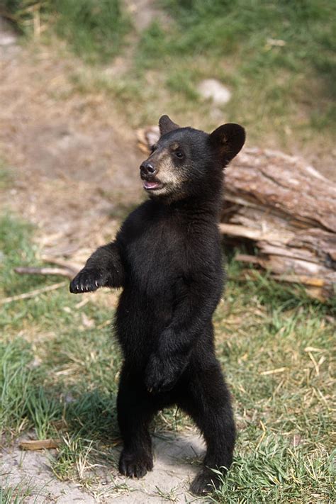 Young Black Bear Cub Standing Upright Photograph By Doug Lindstrand