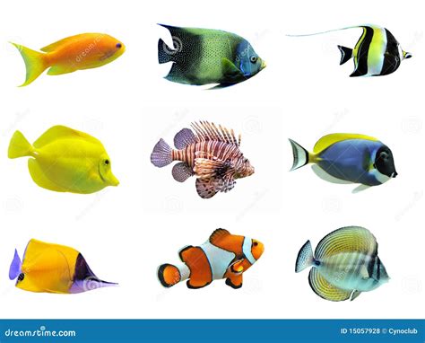 Group Of Fishes Stock Photo Image Of Clownfish Close 15057928