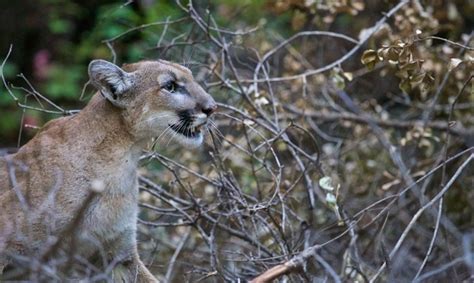 Trackers Say At Least 8 Mountain Lions Survived Southern California