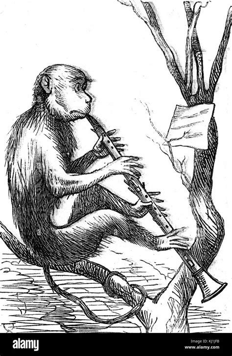 Cartoon Depicting A Monkey Learning How To Play The Clarinet Dated