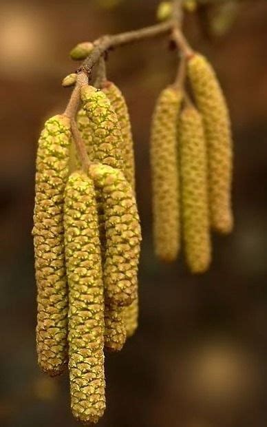 Alder Catkins Alnus Glutinosa Seed Pods Yellow And Brown Autumn