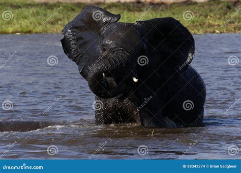 African Baby Elephants Playing In Water Stock Photo Image Of
