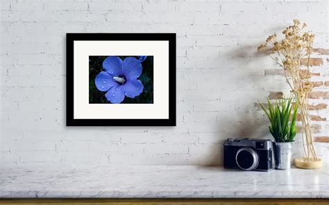 Blue Rose Of Sharon Ii Framed Print By Michiale Schneider