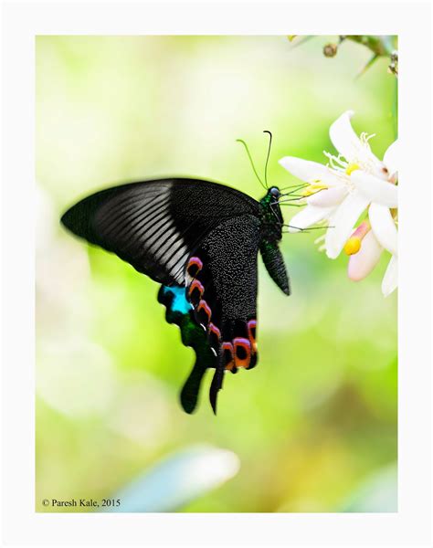 रुबाई Rubaai Paris Peacock Papilio Paris
