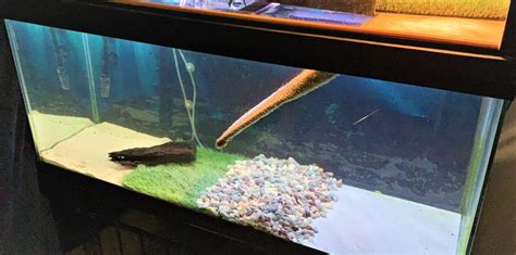 How To Decorate Turtle Tank The Home Answer